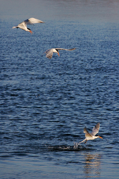 Formation Feeding