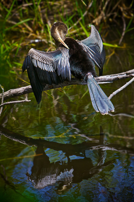 Stunning Sunning Anhinga