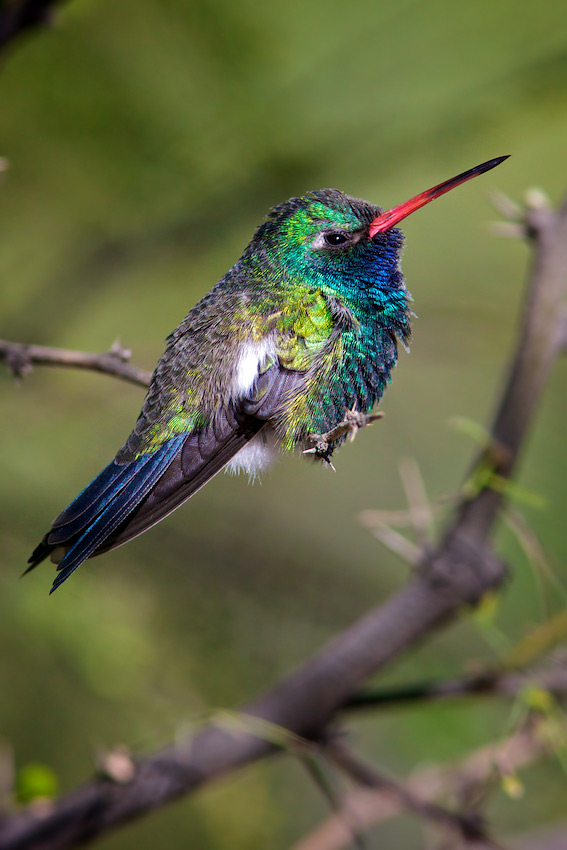 cynanthus latirostris